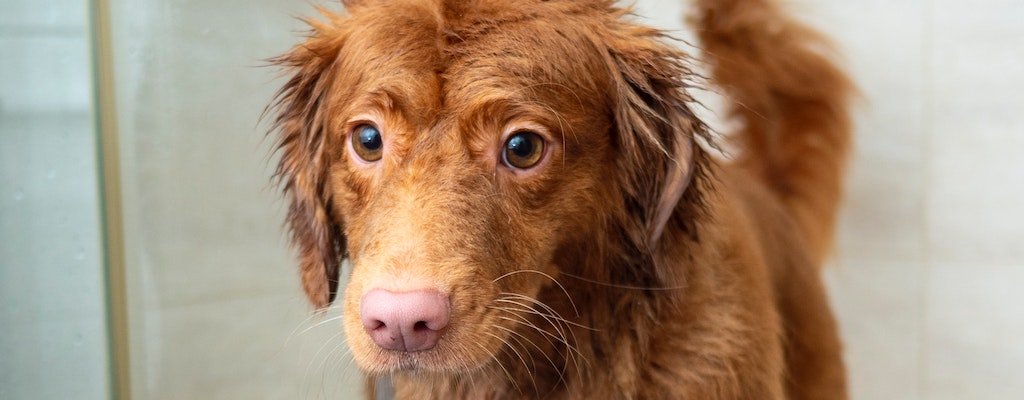 Dog wash fundraiser for churches