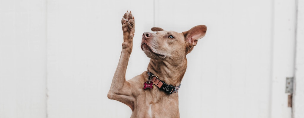 Giving Tuesday Now - FAQ